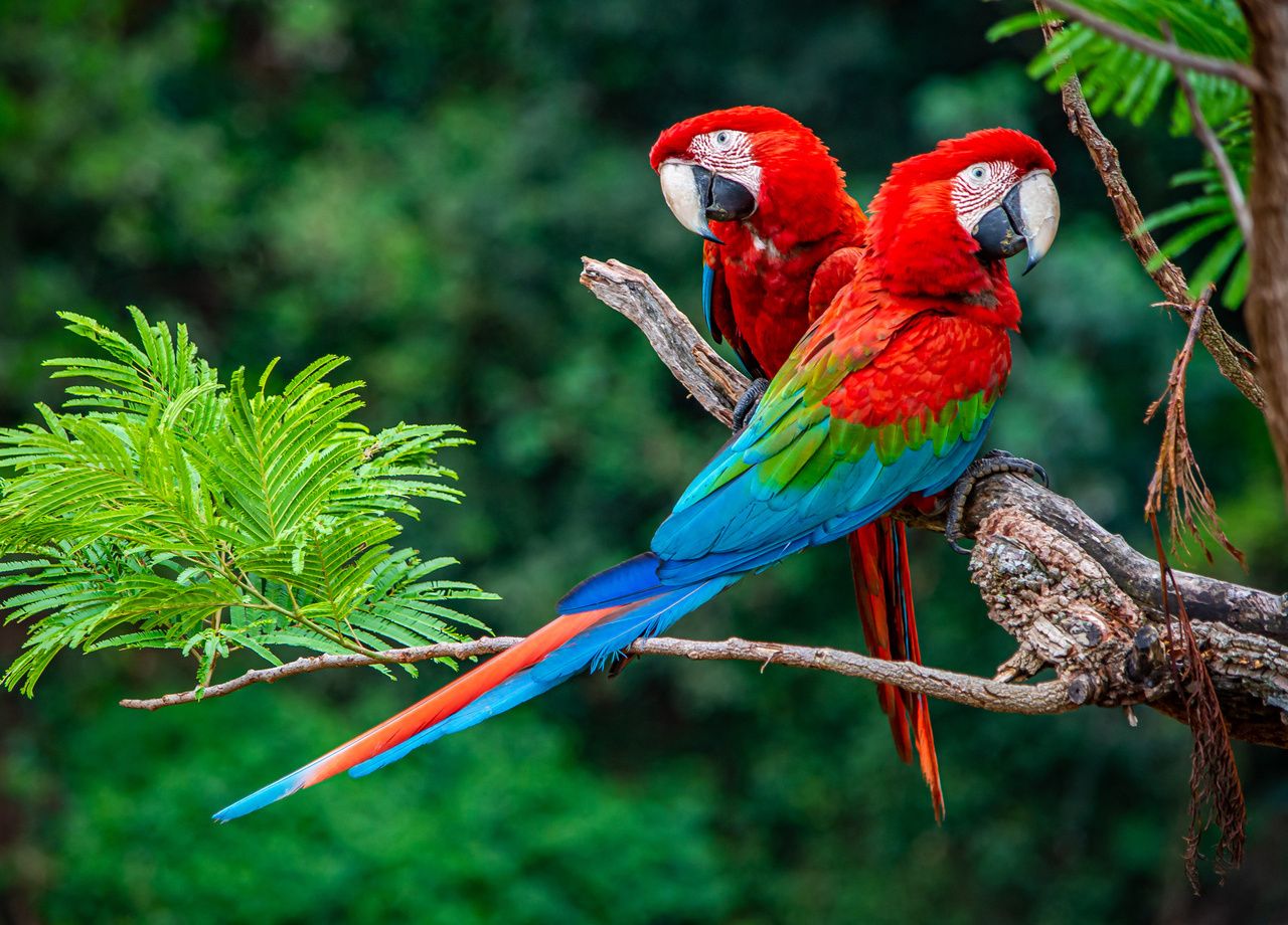 ¡Algunas especies animales tienen la inteligencia de un niño de 7 años!