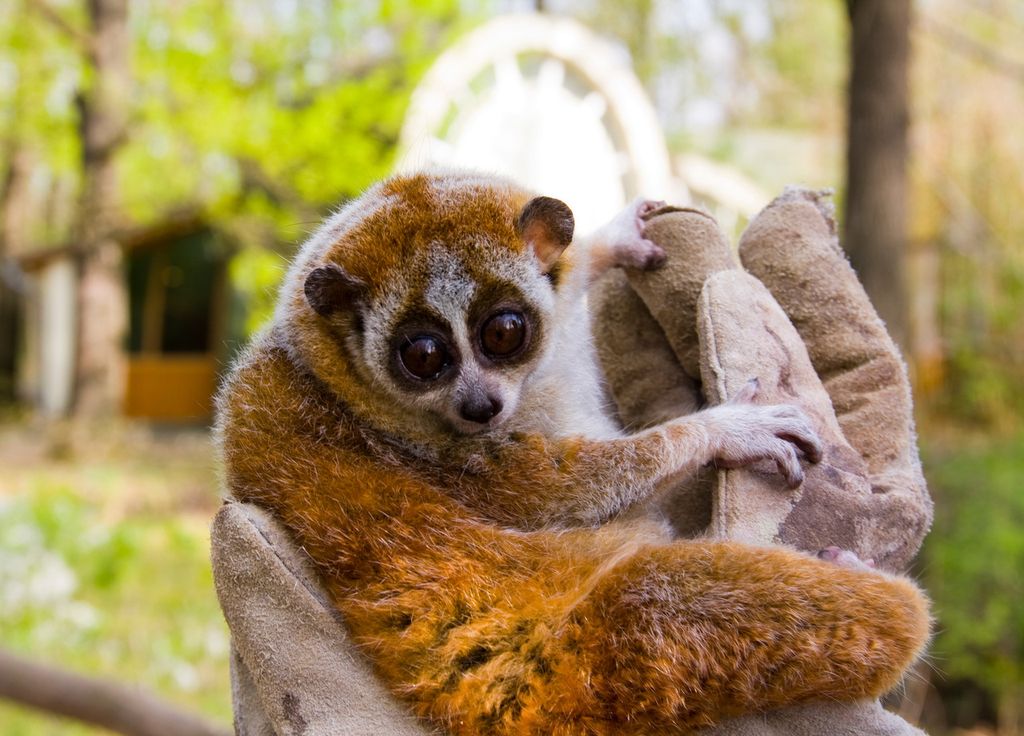 Singe Primate Nature Animaux Menace Extinction IUCN