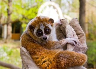 Animales en peligro de extinción: ¿Qué primates corren mayor riesgo de desaparecer?