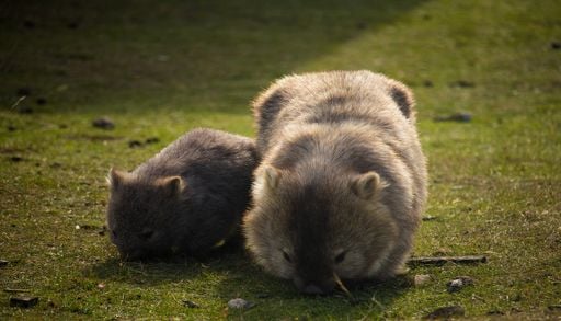 Les animaux sauvages s&rsquo;observent de loin et il ne faut pas les toucher, rappellent les scientifiques