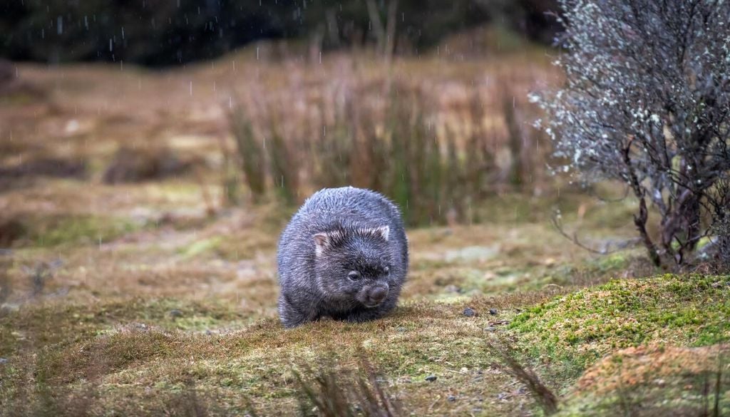 Le wombat est un marsurpial endémique d'Australie