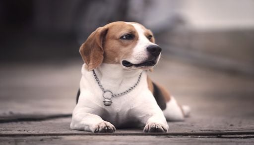 Et si les chercheurs arr&ecirc;taient d&rsquo;utiliser les animaux pour les tests en laboratoire ?