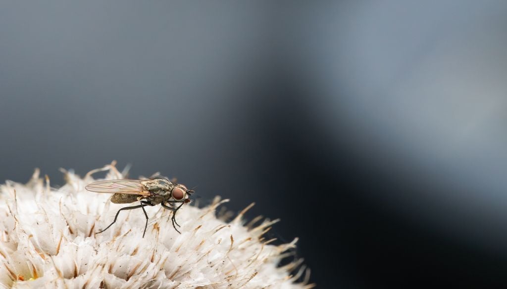 Même les insectes, comme la drosophile, sont utilisés Même les insectes, comme la drosophile, sont utilisés
