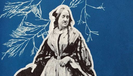 Anna Atkins, a pioneira que fez da luz uma ferramenta para a ci&ecirc;ncia