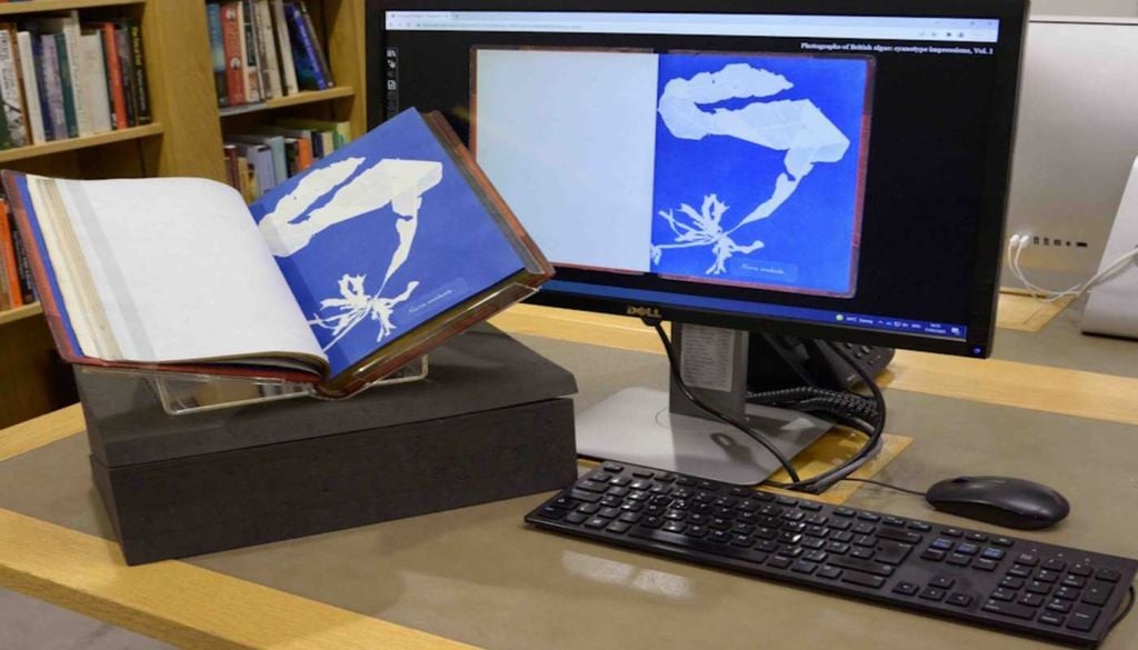 Utilização de algas As delicadas silhuetas azuis das algas revelam o pioneirismo de Anna Atkins e a sua forma inovadora de documentar o mundo natural. Fonte: The Guardian