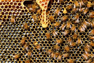 Año de oro de los apicultores albaneses gracias al coronavirus