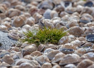 De plus en plus de fleurs poussent en Antarctique : pourquoi est-ce une mauvaise nouvelle ?