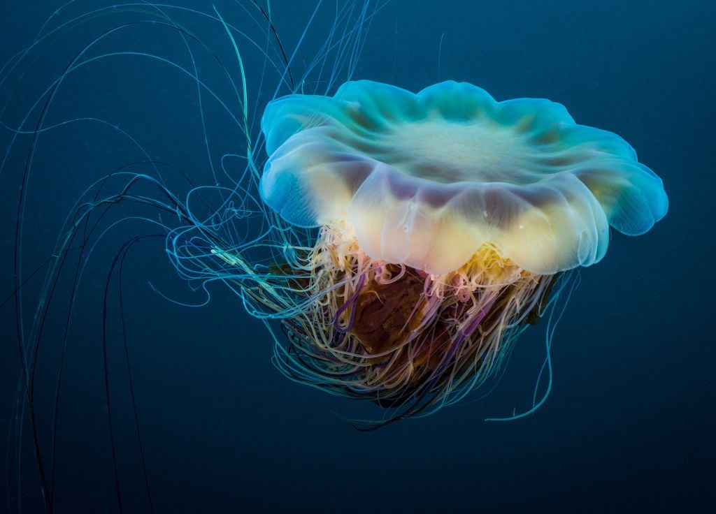 Medusas Antártida Ciencia Iceberg Medusas Antártida Ciencia Iceberg