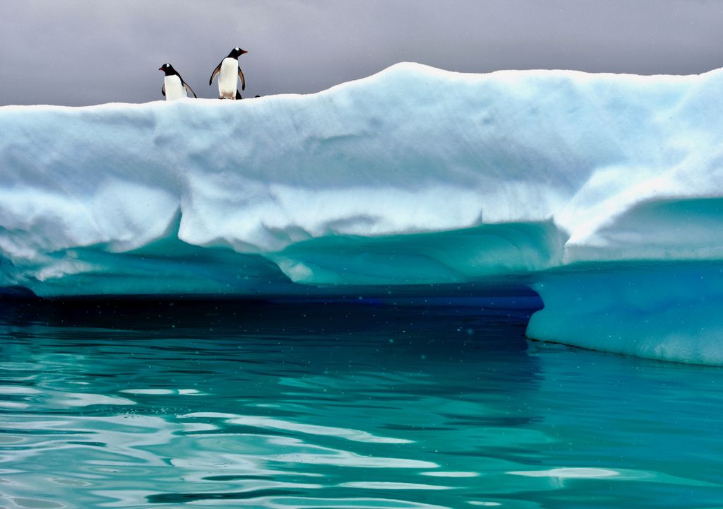 Pinguinos sobre hielo en la Antártica