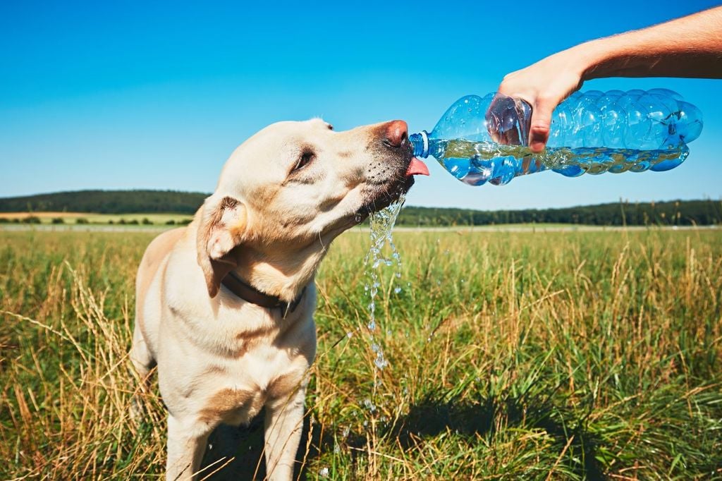 Durante las olas de calor se recomienda mantener a las mascotas dentro de casa y alejadas de las ventanas. No sacarlos a caminar a medio día.