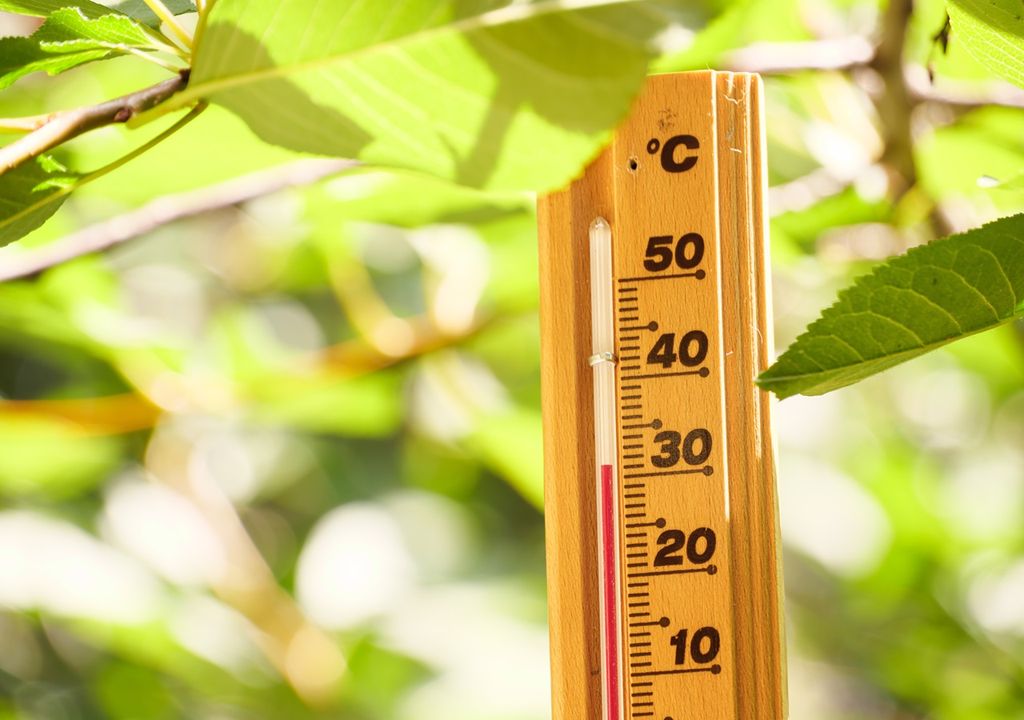 termómetro de madera, marcando más de 30 ºC rodeado de hojas verdes de árboles