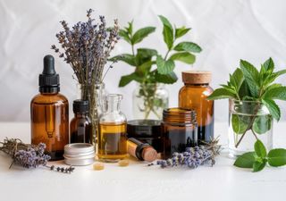 Antes de comprar un repelente, prueba esto: las 5 plantas que los zancudos realmente odian 