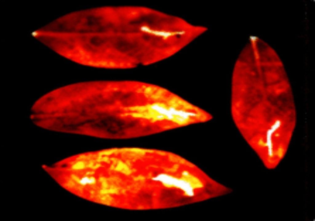 Muerte luz emisión Muerte luz emisión