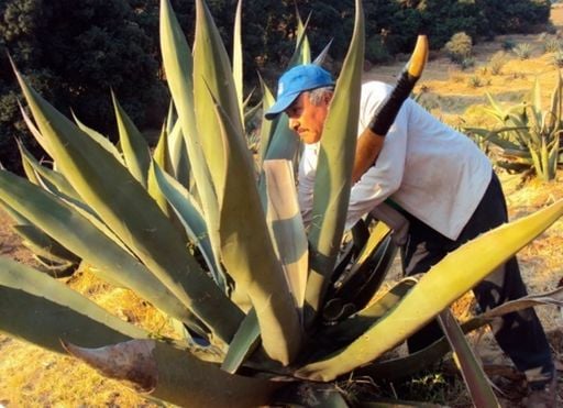 Antes del tequila y el mezcal, existi&oacute; el pulque: el viaje para probar la bebida sagrada de los Aztecas