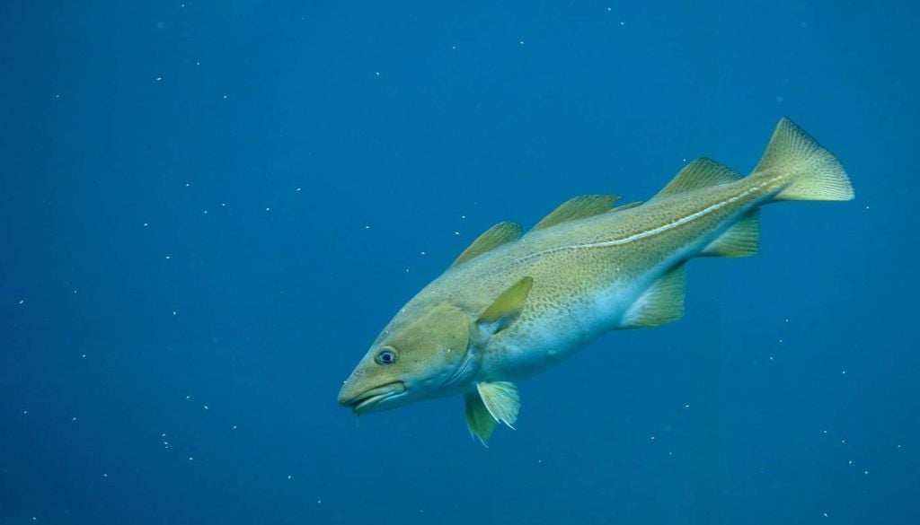 Em quase 25 anos, o comprimento médio dos bacalhaus-do-atlântico encolheu aproximadamente para metade, tendo sido gerado pela pesca excessiva que exerceu uma forte pressão seletiva sobre a espécie Gadus morhua.
