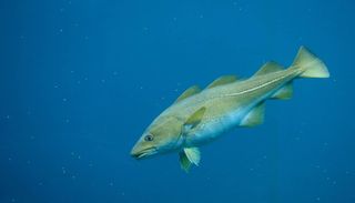 &ldquo;Antes eram gigantes&rdquo;: estudo alerta que tamanho m&eacute;dio do bacalhau no B&aacute;ltico encolheu 48% devido &agrave; atividade humana