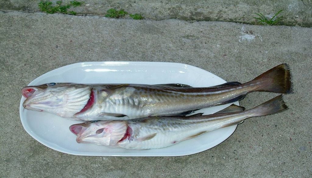 Os indivíduos menores da espécie Gadus morhua tiveram um ambiente favorável à sua sobrevivência devido à constante captura de exemplares maiores. Deste modo, por serem pequenos, escapavam frequentemente à pesca e transmitiram características como o crescimento lento e o amadurecimento mais precoce de forma sucessiva e mais consistente às gerações seguintes. Imagem: Wikimedia Commons - MichalPL - Obra do próprio, CC BY-SA 4.0, https://commons.wikimedia.org/w/index.php?curid=114770738