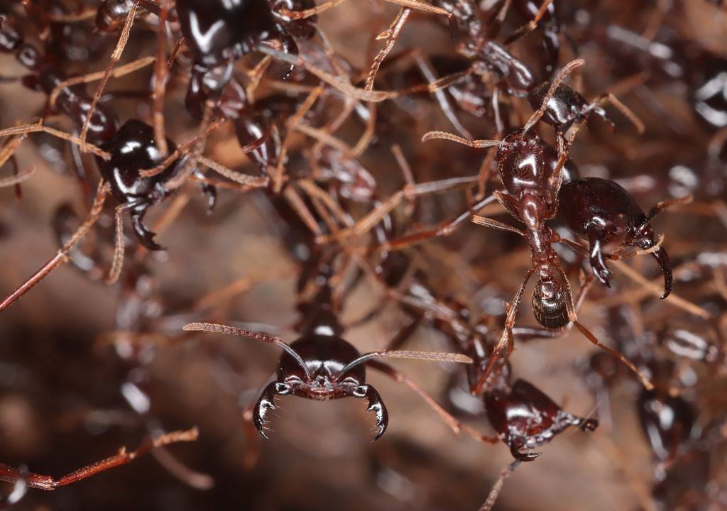 formigas, África