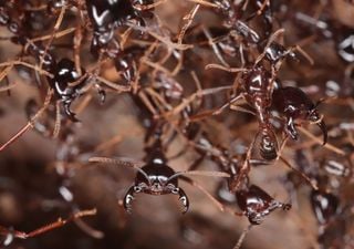 Before and after: Invasive ants are causing a noticeable change in the African ecosystem