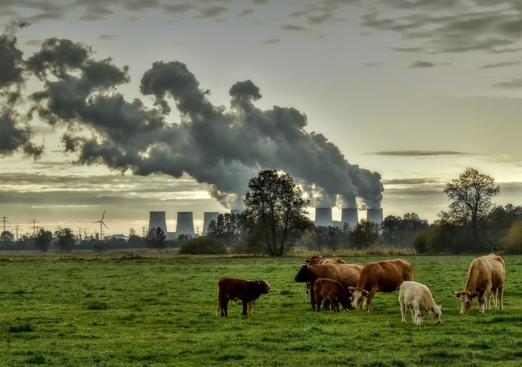 Vacas frente a torres de enfriamiento