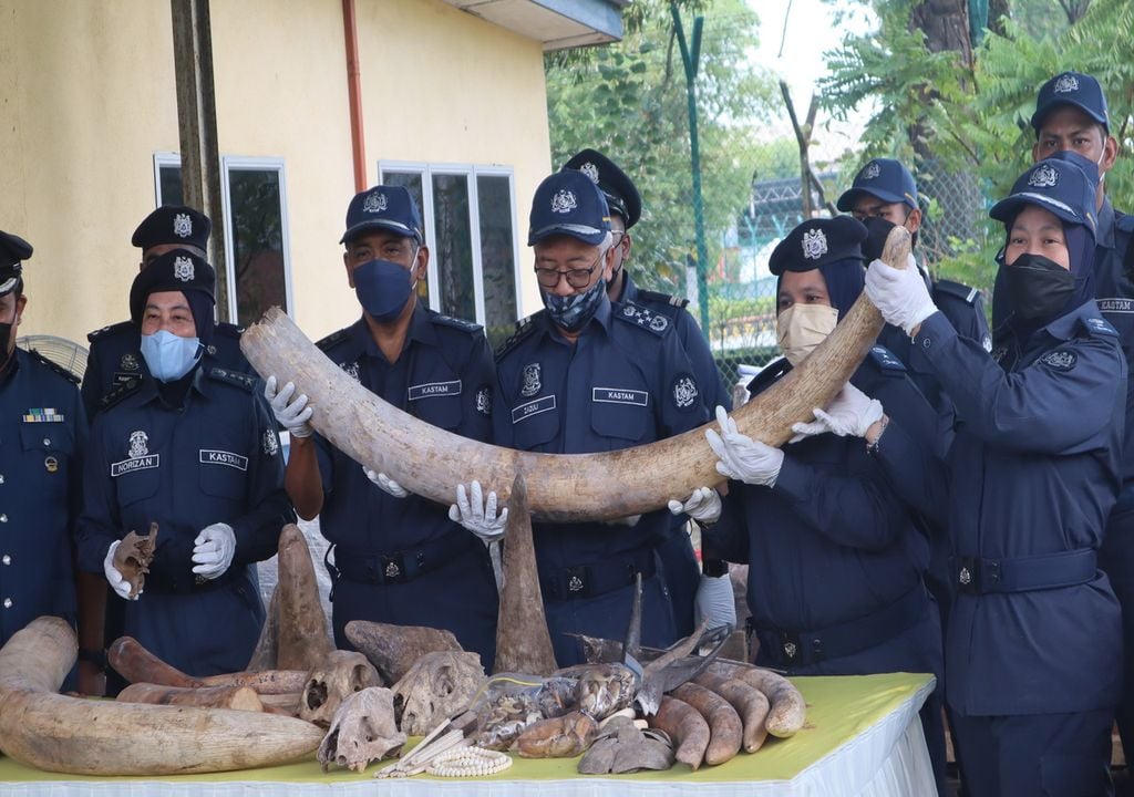 The illegal ivory trade is a critical threat to elephants