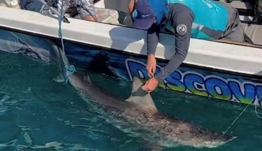 Biólogos do EcoShark no processo de identificação e estudo de tubarões no litoral Sul Fluminense. — Foto: Arquivo pessoal Biólogos do EcoShark no processo de identificação e estudo de tubarões no litoral Sul Fluminense. Crédito: Arquivo pessoal