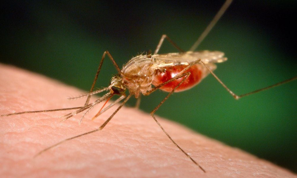 La malaria, transmitida por los mosquitos, pudo moldear la dispersión de los antiguos humanos africanos. RRSS
