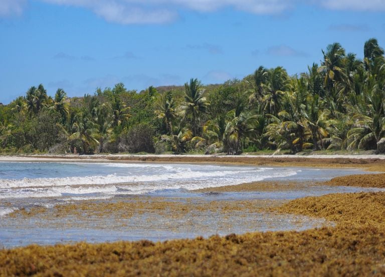 Antilles : pourquoi les sargasses continuent d'envahir les c&ocirc;tes de Martinique et de Guadeloupe ?