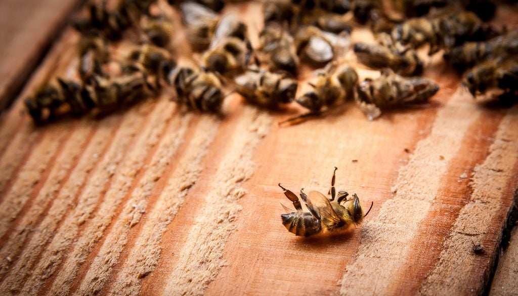 En Europa, entre el 20 % y el 35 % de las poblaciones de abejas, imprescindibles para la polinización, desaparecen cada año.