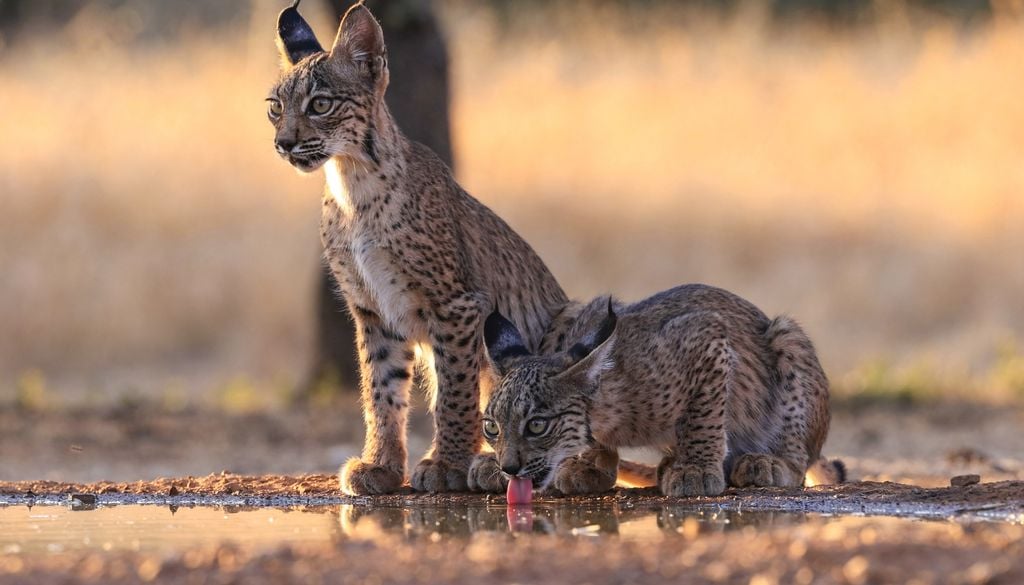 El lince ibérico es uno de los felinos más amenazados del mundo. Su población ha ido recuperándose gracias a programas de conservación, pero aún sigue vulnerable.