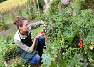 Août est là ! Découvrez ce que l'on peut faire dans le potager ! 