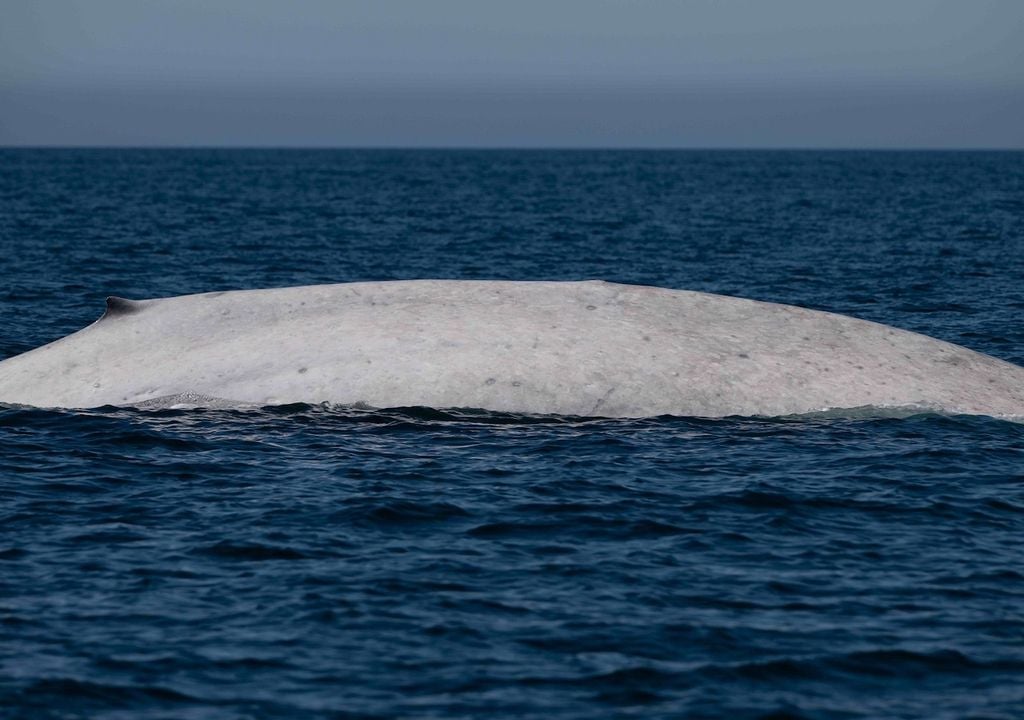 La presencia de la ballena azul albina representa un hito sin precedentes para la biología marina y la conservación de este cetáceo en México. Fotografía: Comisión Nacional de Áreas Naturales Protegidas (Conanp)/Gobierno de México.