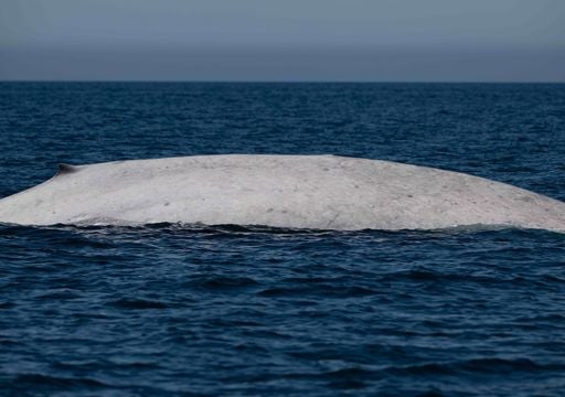 Aparece una ballena azul albina en aguas de Baja California Sur, un hito sin precedentes para la biolog&iacute;a marina