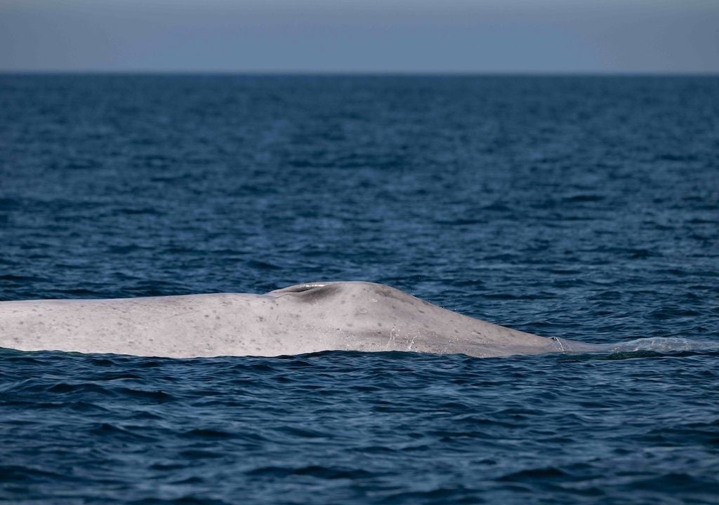 Hallazgo histórico, el avistamiento de esta ballena azul albina en Loreto, Baja California Sur, el primer registro oficial de este tipo. Fotografía: Comisión Nacional de Áreas Naturales Protegidas (Conanp)/Gobierno de México.