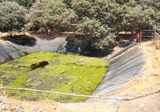 Aparecen cientos de caninos muertos en relleno sanitario de Amecameca