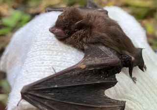 Aparecen nuevamente los adorables micromurciélagos con cola de vaina, en una cueva en las islas Fiji