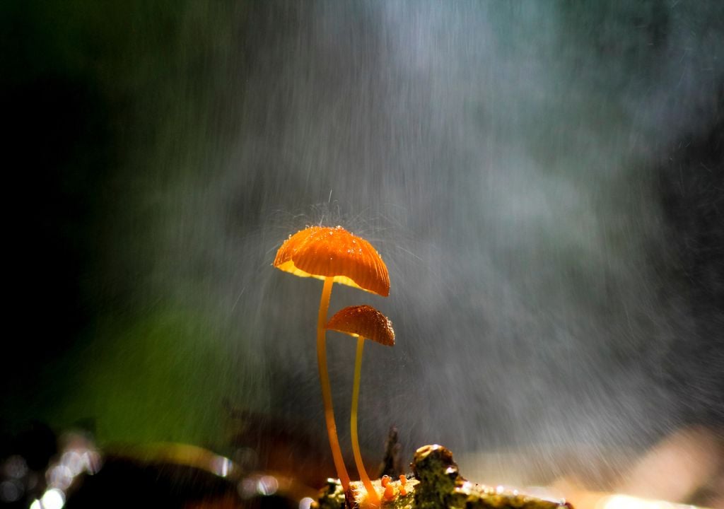 cogumelos; chuva