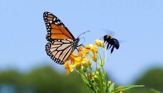 Api e farfalle in citt&agrave; per migliorare la vita delle persone: cos'&egrave; l'evento del WWF Urban Nature 2026 e cosa ci insegna