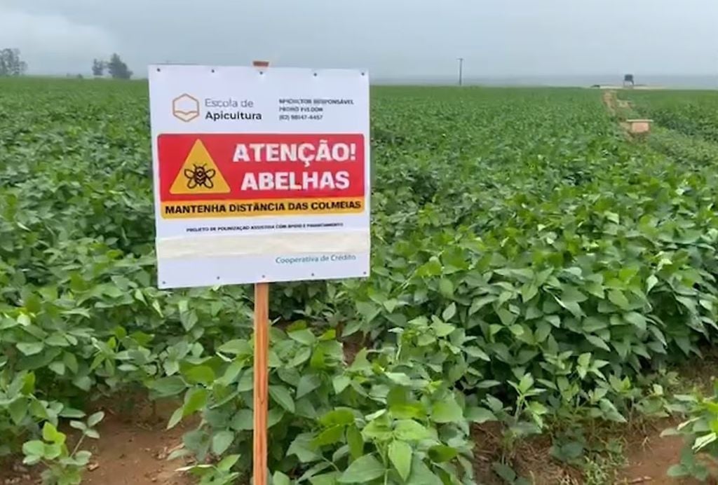 A utilização de abelhas pode aumentar a produtividade da lavoura de 15 a 20%. Crédito: Reprodução/Record News
