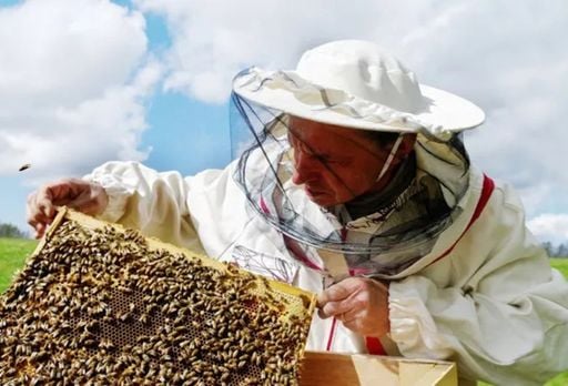 Apicultor usa 25 milh&otilde;es de abelhas para melhorar produ&ccedil;&atilde;o de soja