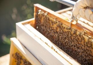 Apicultura en crisis: Los Chenes, Campeche, sufren la muerte de abejas por plaguicidas