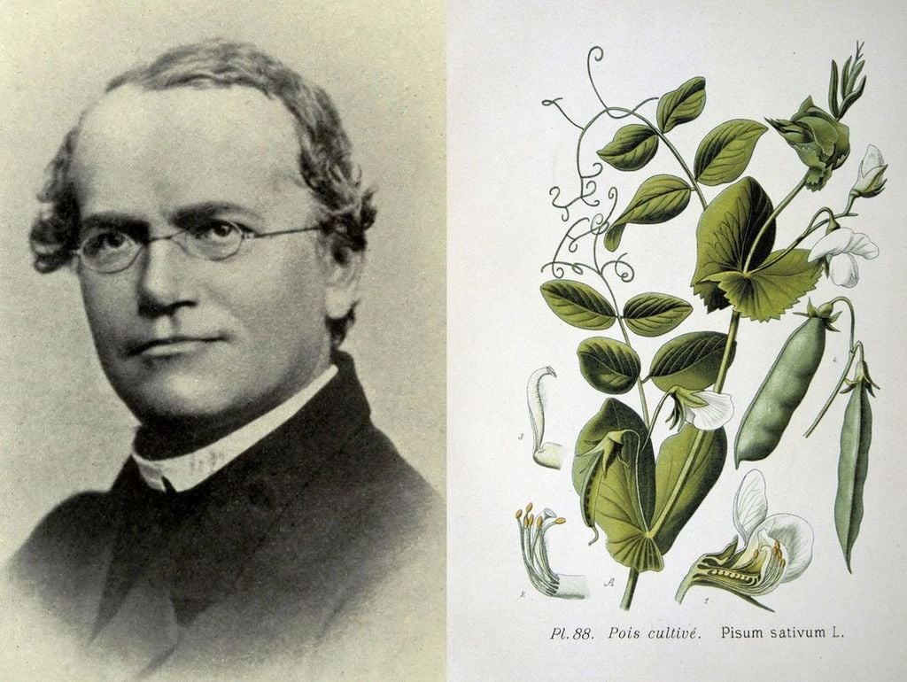 Mendel y la planta del guisante