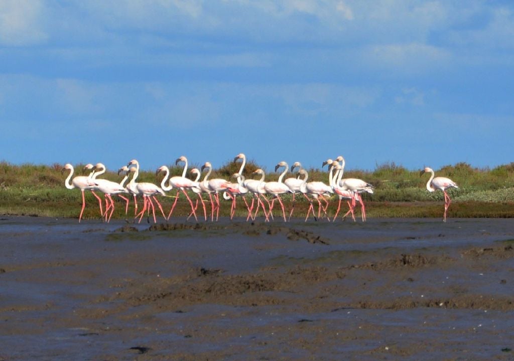 Flamingos