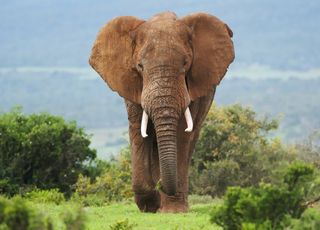 Apprenez à communiquer avec les éléphants grâce à ce traducteur web !