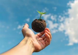 Aprende a crear bombas de semillas y descubre cómo pueden cambiar el futuro de la biodiversidad