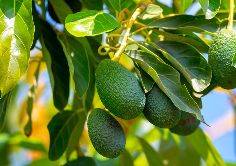 Cómo plantar aguacate a partir de esquejes: consejos de experto para tener tu propio árbol en casa