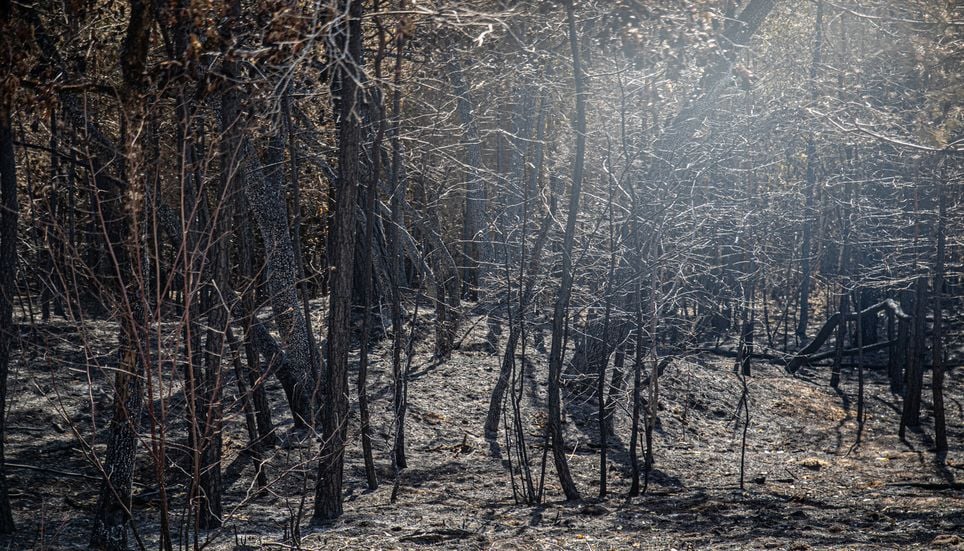 Durant l’été 2026, plus de 2000 hectares ont été incendiés dans le Massif de Fontainebleau.