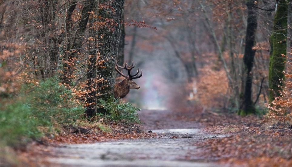 Mettre en place un dispositif performant pour le sauvetage des animaux blessés par le feu fait partie des propositions de l'UICN.