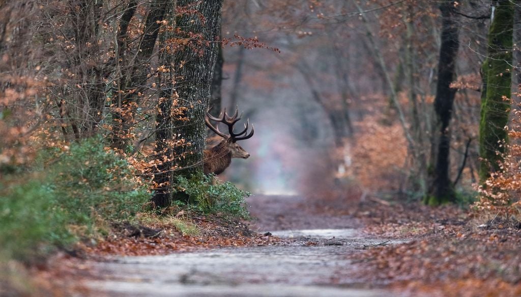 Mettre en place un dispositif performant pour le sauvetage des animaux blessés par le feu fait partie des propositions de l'UICN. Mettre en place un dispositif performant pour le sauvetage des animaux blessés par le feu fait partie des propositions de l'UICN.