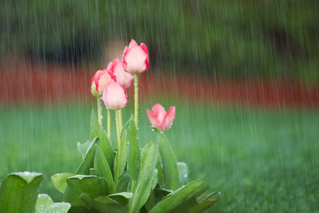In der nächsten Wochenende gibt es verbreitet Regen. Dazu stürmt es zeitweise und auch weitere winterliche Überraschungen sind möglich.